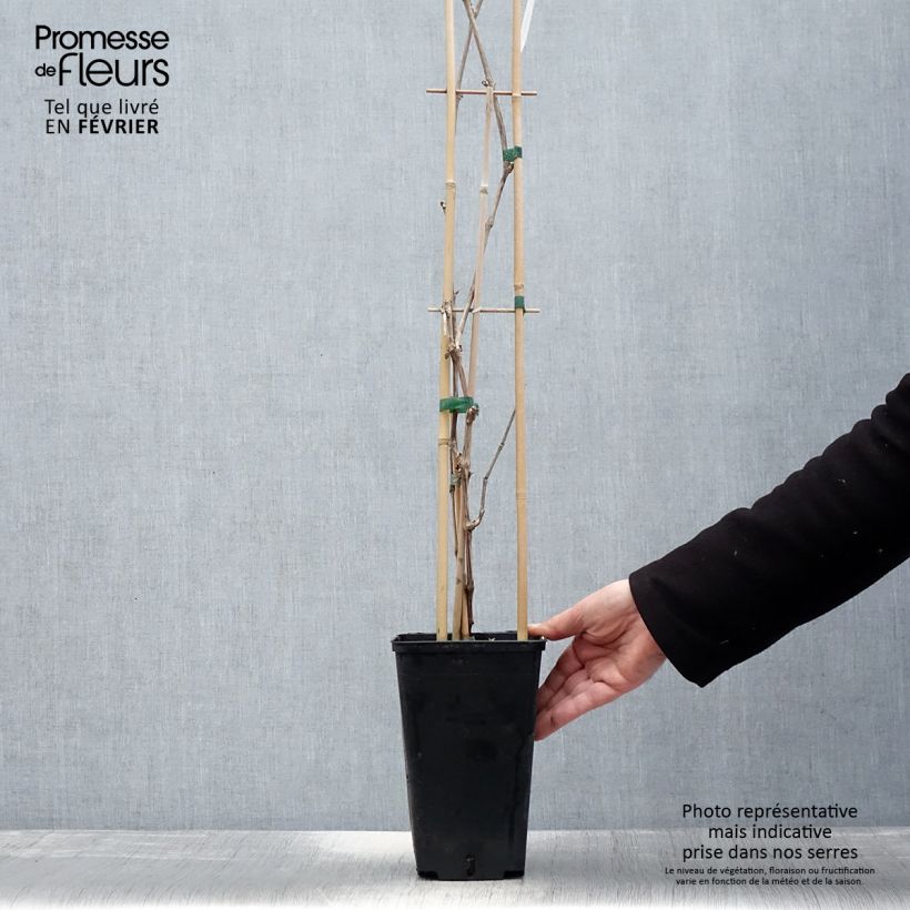 Exemplar von Weinrebe Lilla Topf mit 3L/4L wie im Winter geliefert