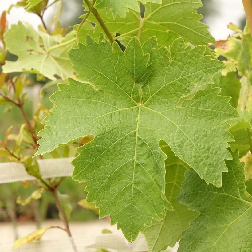 Weinrebe Lilla (Laub)