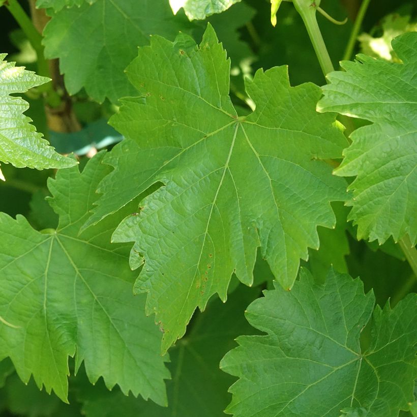 Weinrebe Luglienga (Laub)