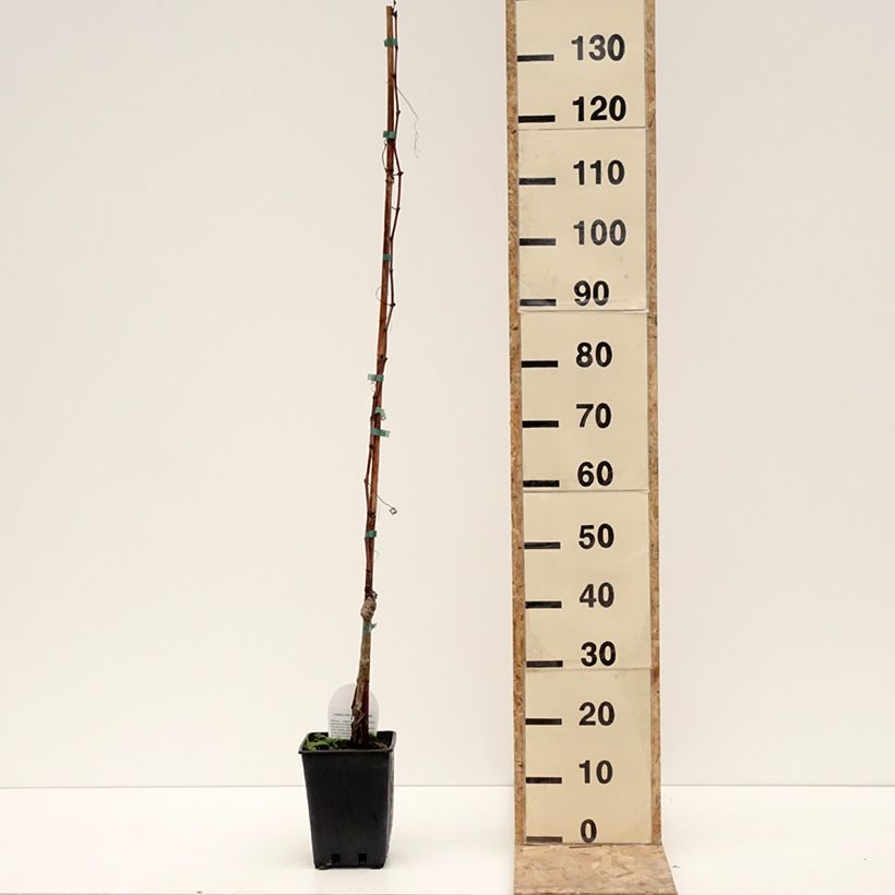 Exemplar von Weinrebe Luglienga Topf mit 1,5L/2L wie im Winter geliefert