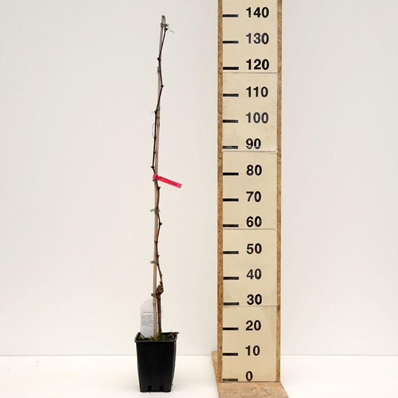 Exemplar von Weinrebe Luglienga Topf mit 1,5L/2L wie im Frühjahr geliefert