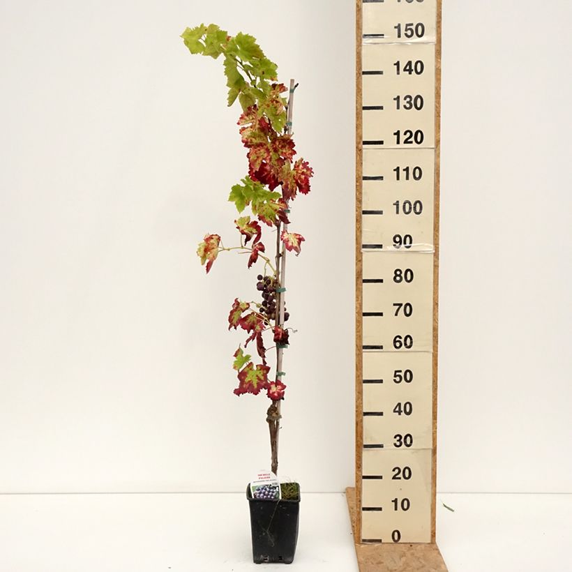 Exemplar von Weinrebe Michele Palieri Topf mit 1,5L/2L wie im Sommer geliefert
