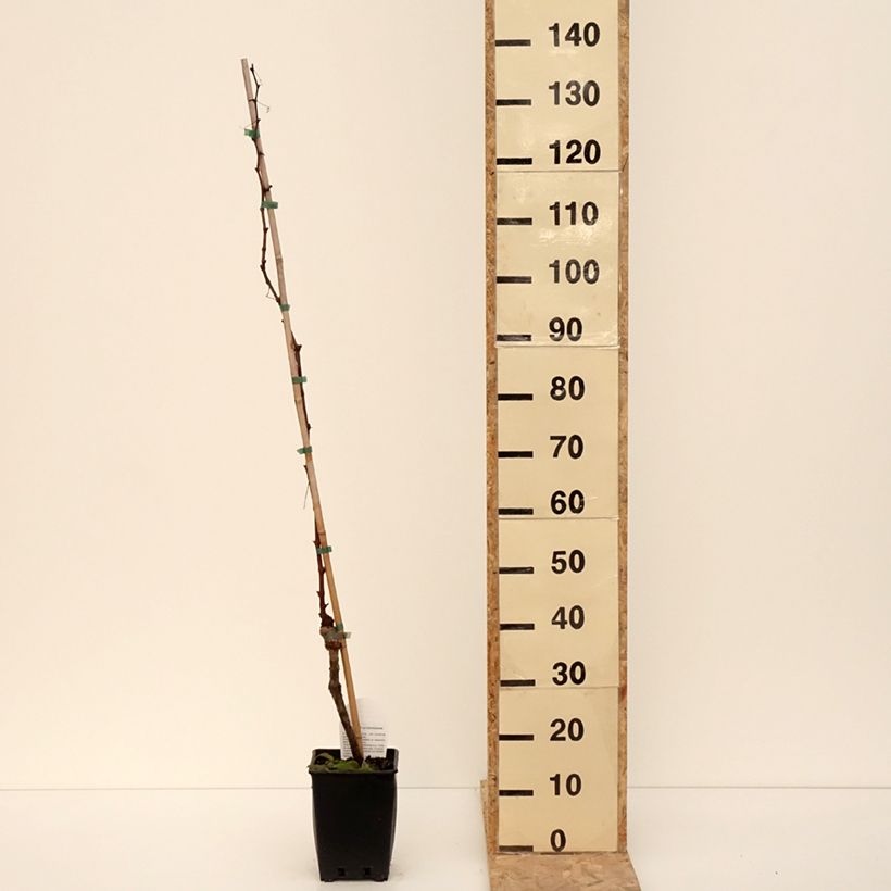 Exemplar von Weinrebe Michele Palieri Topf mit 1,5L/2L wie im Winter geliefert