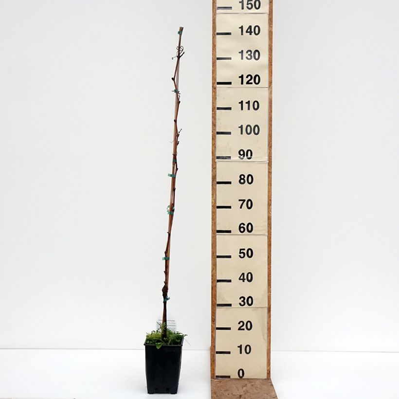 Exemplar von Weinrebe Moscato d'Adda Topf mit 1,5L/2L wie im Winter geliefert