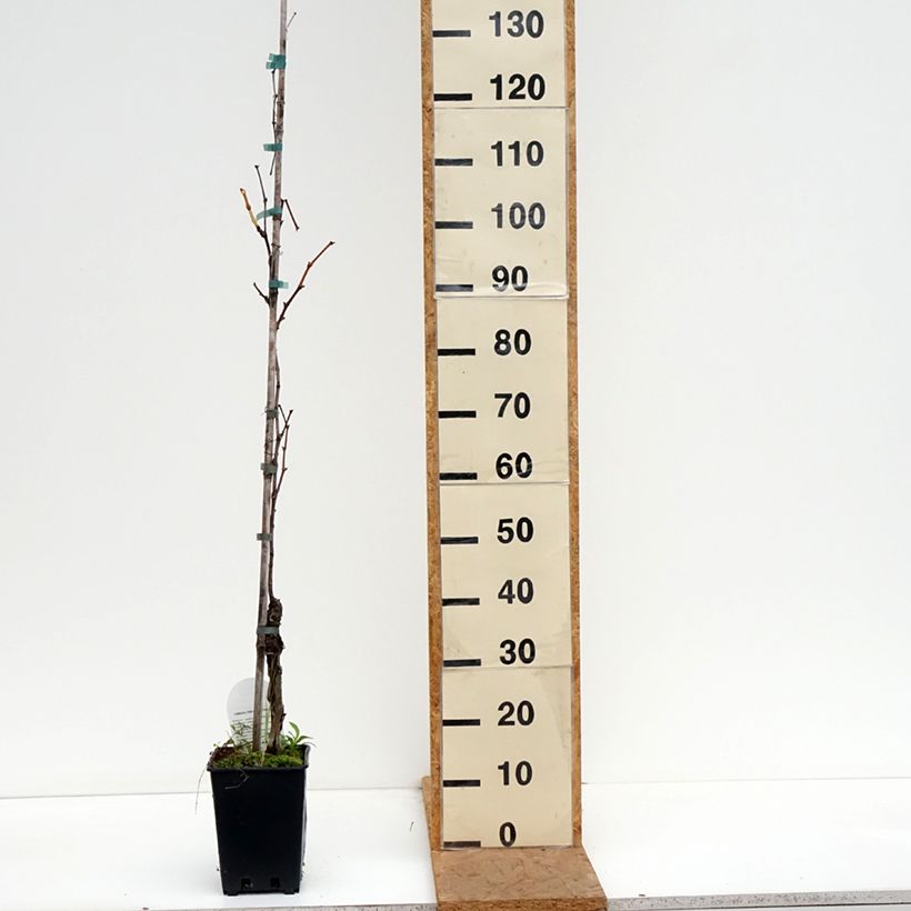 Exemplar von Weinrebe Moscato Giallo Topf mit 1,5L/2L wie im Herbst geliefert