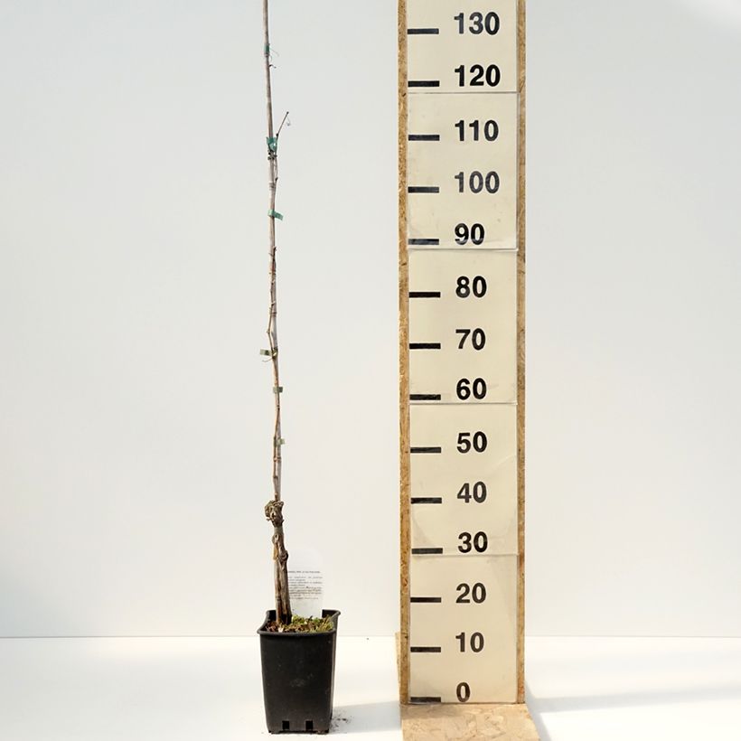 Exemplar von Weinrebe Moscato Giallo Topf mit 1,5L/2L wie im Frühjahr geliefert