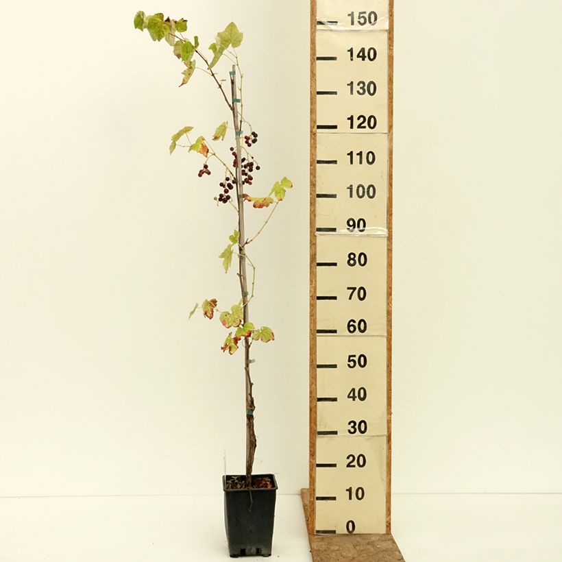 Exemplar von Weinrebe Opalina - Vitis labrusca x vinifera Topf mit 1,5L/2L wie im Sommer geliefert