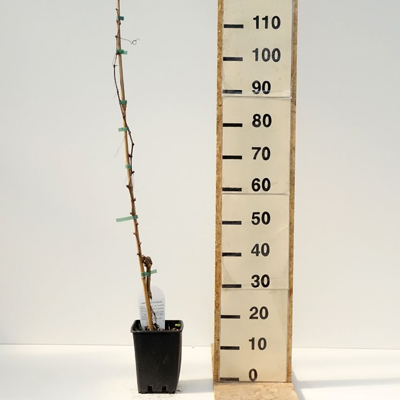 Exemplar von Weinrebe Pizzutello Bianco, Cornichon blanc Topf mit 1,5L/2L wie im Frühjahr geliefert