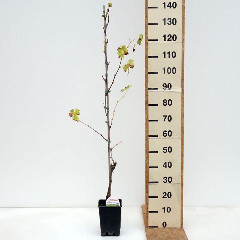 Exemplar von Weinrebe Regina dei Vigneti (Incrocio Mathiasz 140) Topf mit 1,5L/2L wie im Herbst geliefert