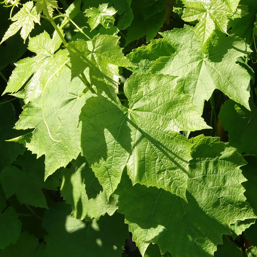 Weinrebe Topazia - Vitis labrusca x vinifera (Laub)