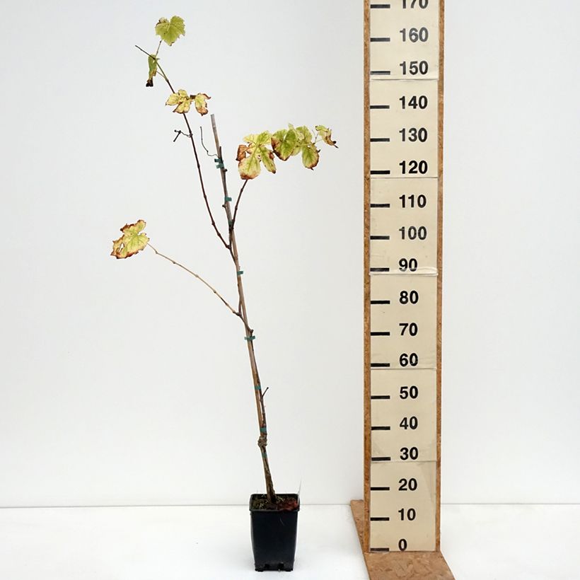 Exemplar von Weinrebe Topazia - Vitis labrusca x vinifera Topf mit 3L/4L wie im Herbst geliefert