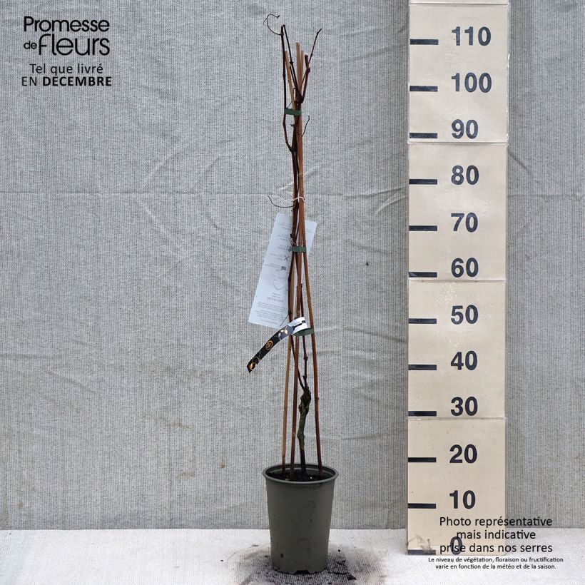 Exemplar von Weinrebe Vanessa Topf mit 2L/3L wie im Winter geliefert