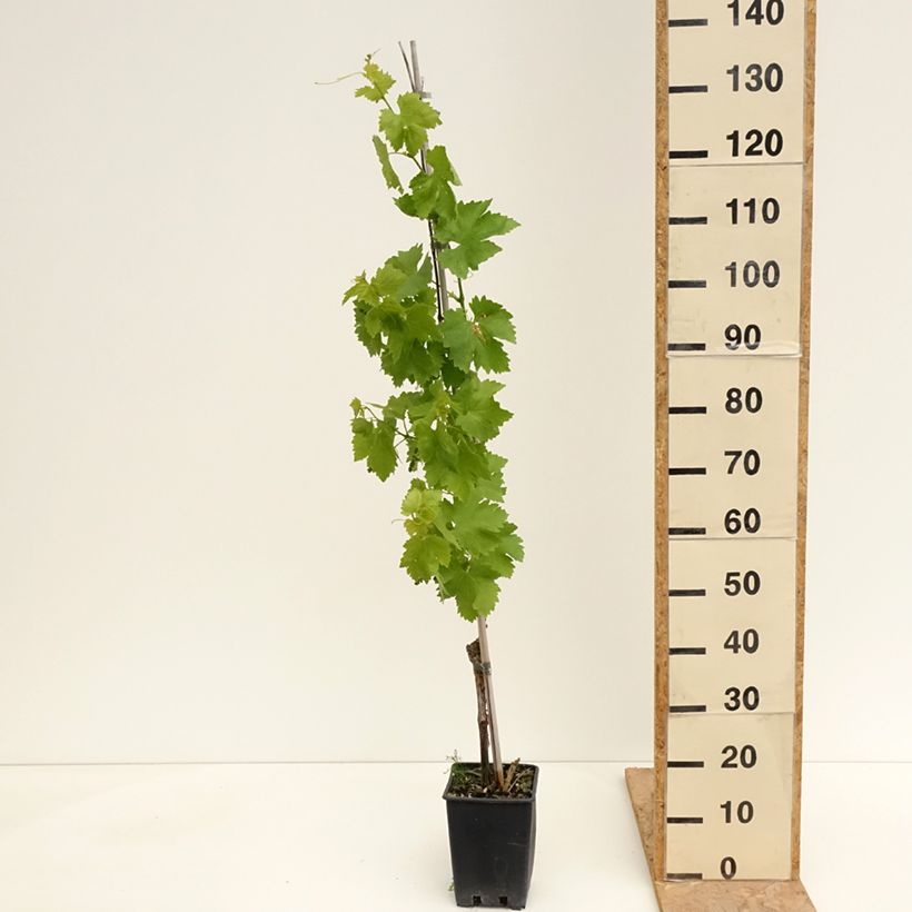 Exemplar von Weinrebe Vittoria Topf mit 1,5L/2L wie im Frühjahr geliefert