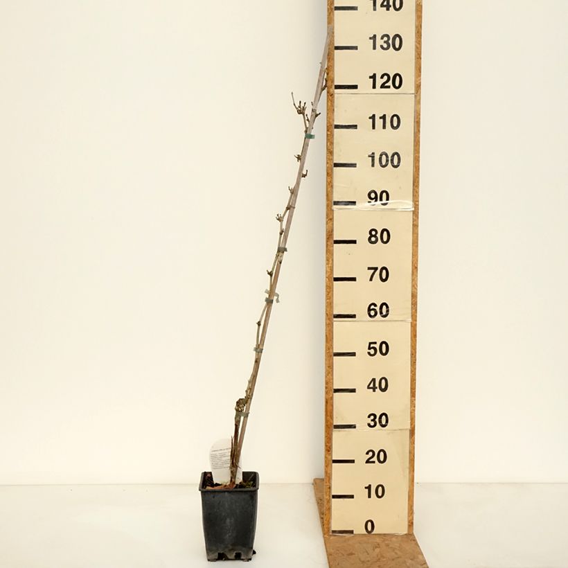 Exemplar von Weinrebe Delizia di Vaprio Topf mit 3L/4L wie im Herbst geliefert