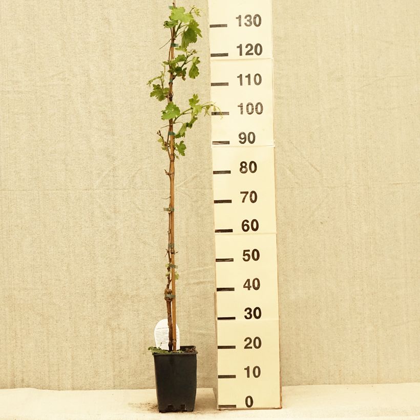 Exemplar von Weinrebe Delizia di Vaprio Topf mit 3L/4L wie im Frühjahr geliefert