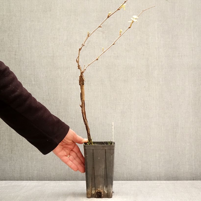 Exemplar von Weinrebe Dolcetto Topf mit 1,5L/2L wie im Frühjahr geliefert