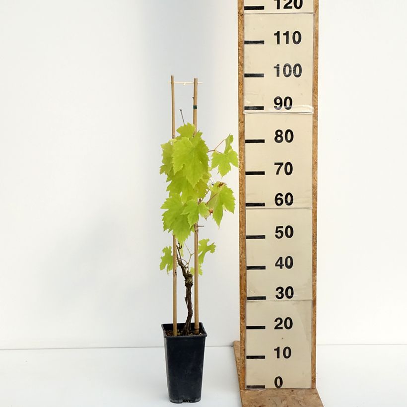 Exemplar von Weinrebe exalta ZPd4 Topf mit 2L/3L wie im Sommer geliefert