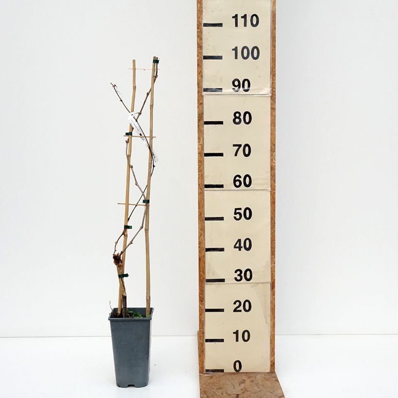 Exemplar von Weinrebe exalta ZPd4 Topf mit 2L/3L wie im Winter geliefert