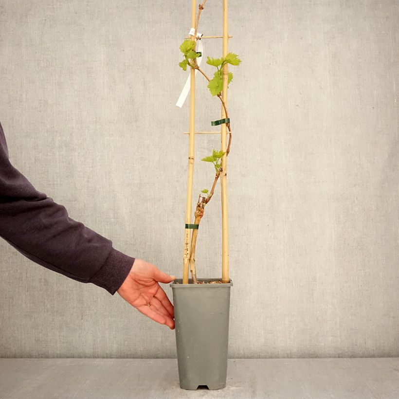 Exemplar von Weinrebe exalta ZPd4 Topf mit 2L/3L wie im Frühjahr geliefert