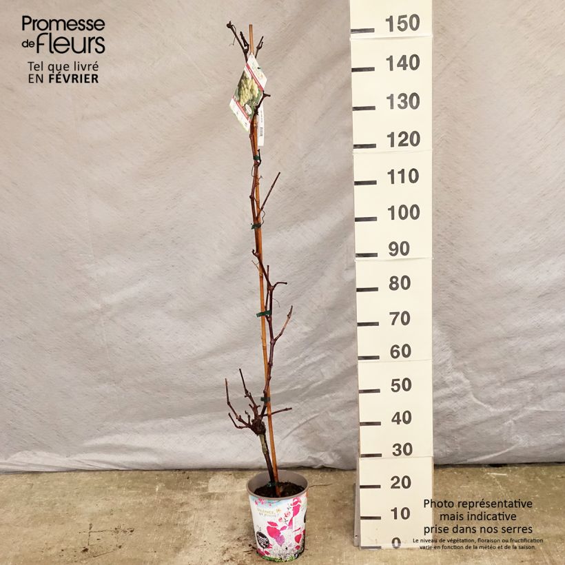 Exemplar von Weinrebe FANNY COV Topf mit 4L/5L wie im Winter geliefert