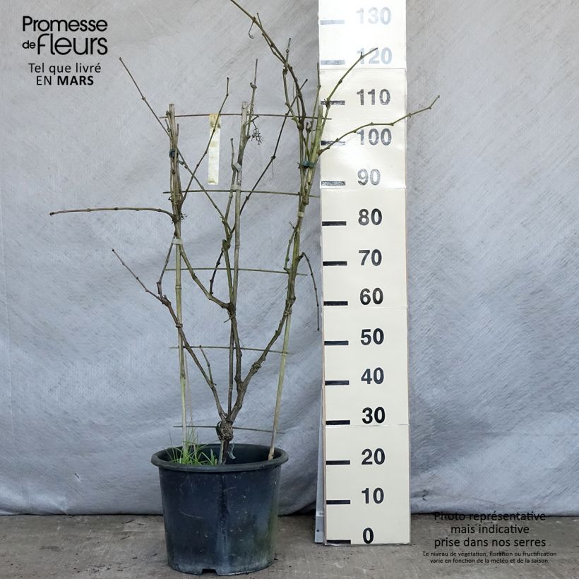 Exemplar von Weinrebe FANNY COV Topf mit 12L/15L wie im Frühjahr geliefert