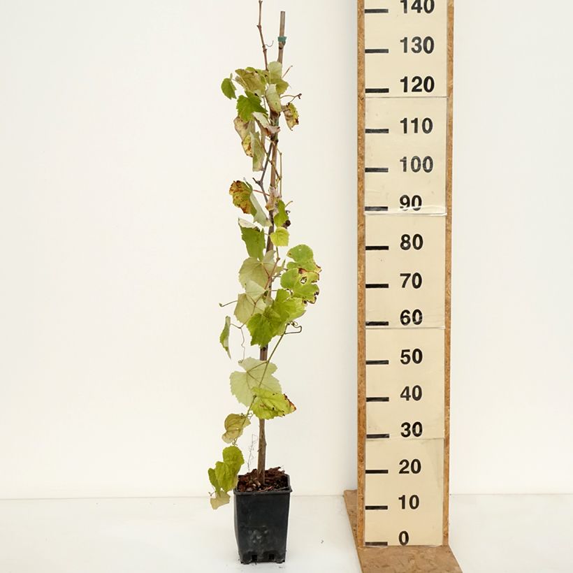 Exemplar von Weinrebe Fragola Nera Précoce - Vitis labrusca x vinifera Topf mit 1,5L/2L wie im Herbst geliefert