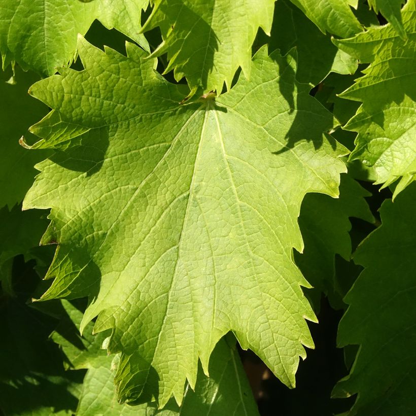 Weinrebe Garant (Laub)