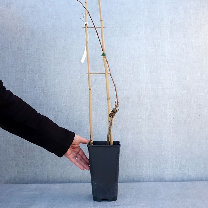 Exemplar von Weinrebe Italia Topf mit 1,5L/2L wie im Winter geliefert