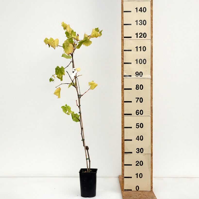 Exemplar von Weinrebe Marechal Foch (188-2 Kuhlmann) - Vitis (x) vinifera Topf mit 2L/3L wie im Herbst geliefert