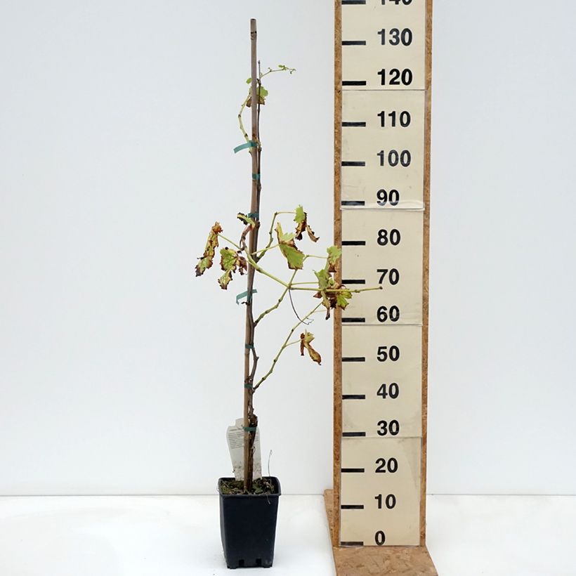 Exemplar von Weinrebe Moscato Terracina Topf mit 1,5L/2L wie im Herbst geliefert