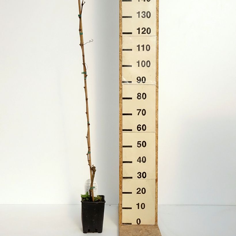 Exemplar von Weinrebe Moscato Terracina Topf mit 1,5L/2L wie im Frühjahr geliefert