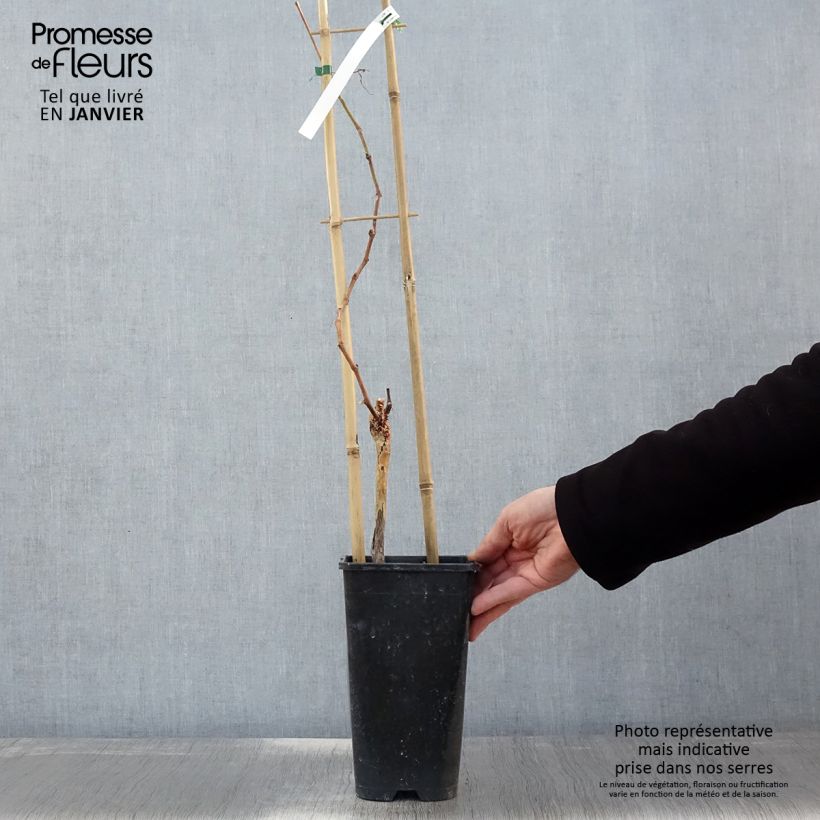 Exemplar von Weinrebe Muscat de Hambourg Topf mit 1,5L/2L wie im Winter geliefert