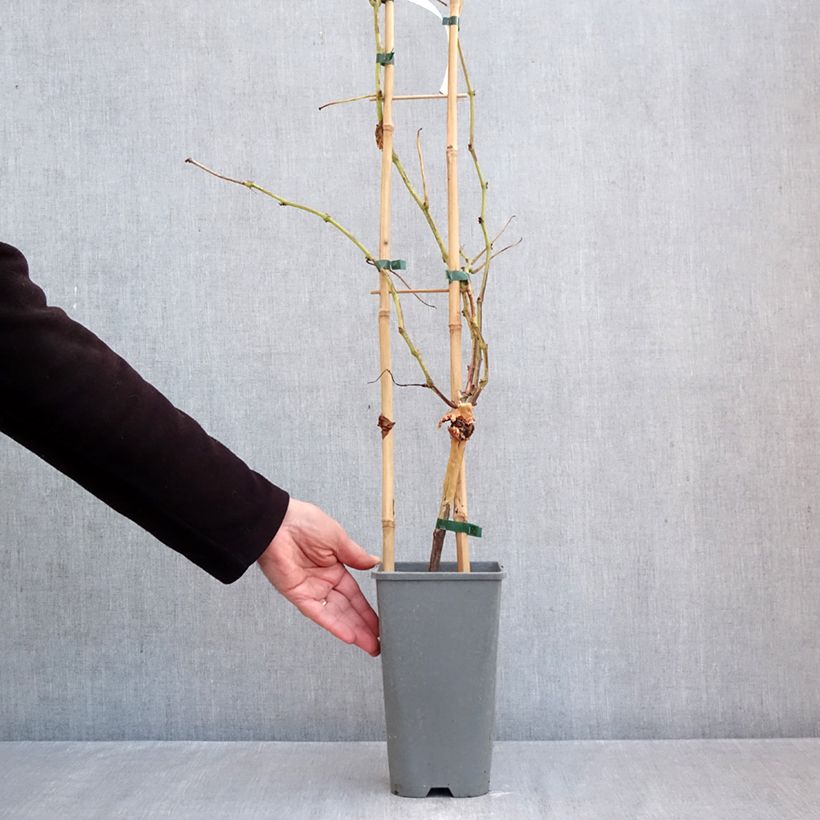 Exemplar von Weinrebe Muscat Rouge de Madère Topf mit 2L/3L wie im Herbst geliefert