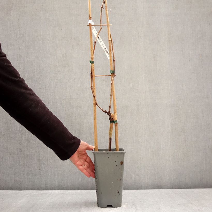 Exemplar von Weinrebe Muscat Rouge de Madère Topf mit 2L/3L wie im Winter geliefert