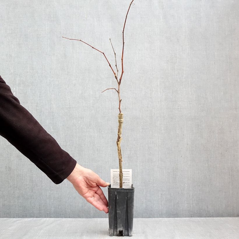 Exemplar von Weinrebe Nebbiolo Topf mit 1,5L/2L wie im Herbst geliefert