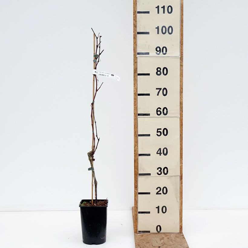 Exemplar von Weinrebe New York Muscat Topf mit 2L/3L wie im Winter geliefert