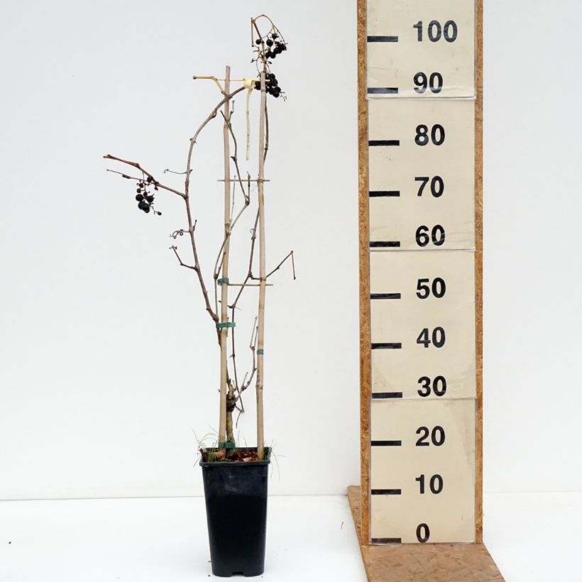 Exemplar von Weinrebe Petit Verdot Topf mit 2L/3L wie im Herbst geliefert