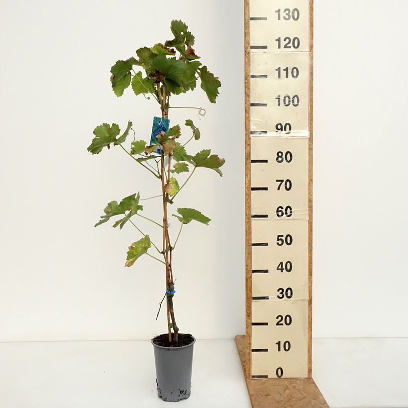 Exemplar von Weinrebe Regent Topf mit 2L/3L wie im Herbst geliefert