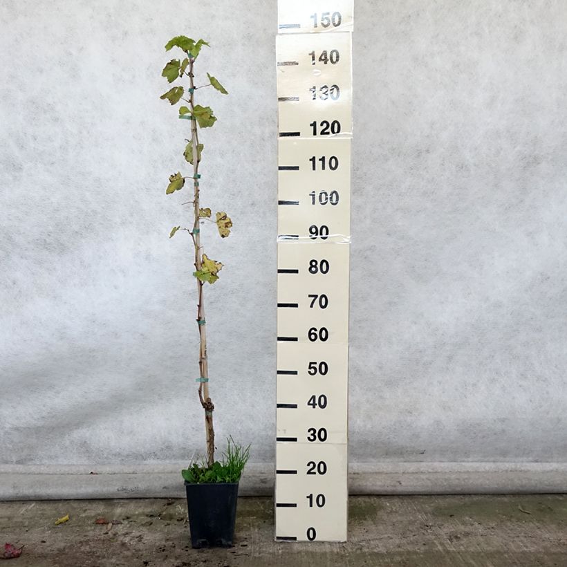 Exemplar von Weinrebe Sultanina Bianca (Thomson seedless) Topf mit 1,5L/2L wie im Herbst geliefert