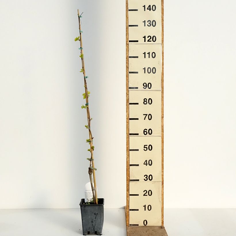 Exemplar von Weinrebe Sultanina Bianca (Thomson seedless) Topf mit 1,5L/2L wie im Frühjahr geliefert