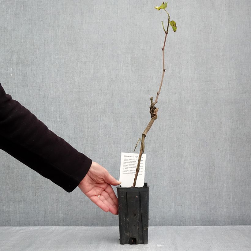 Exemplar von Weinrebe Sauvignon Blanc Topf mit 1L/1,5L wie im Herbst geliefert