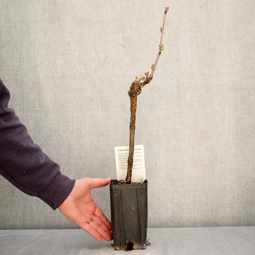 Exemplar von Weinrebe Sauvignon Blanc Topf mit 1L/1,5L wie im Frühjahr geliefert