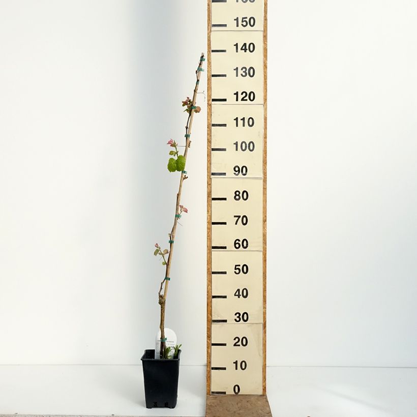 Exemplar von Weinrebe Smeralda - Vitis Topf mit 1,5L/2L wie im Frühjahr geliefert