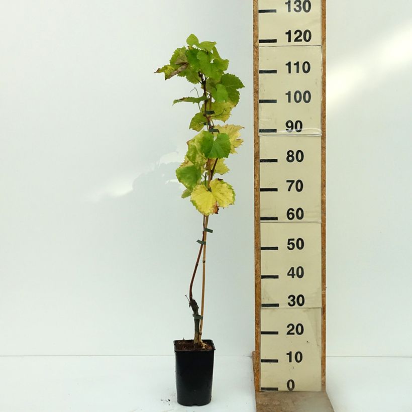 Exemplar von Weinrebe Solaris Topf mit 2L/3L wie im Herbst geliefert