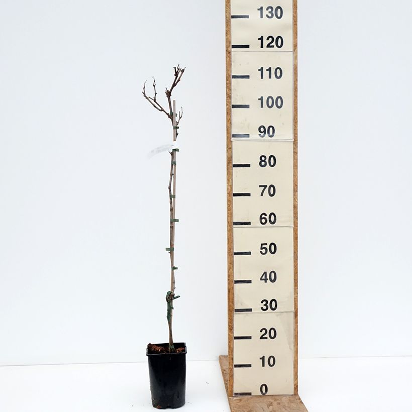 Exemplar von Weinrebe Solaris Topf mit 2L/3L wie im Winter geliefert