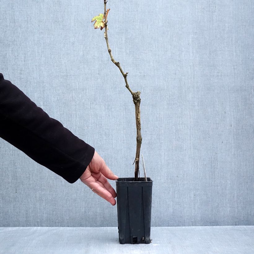 Exemplar von Weinrebe Timorasso Topf mit 1,5L/2L wie im Herbst geliefert