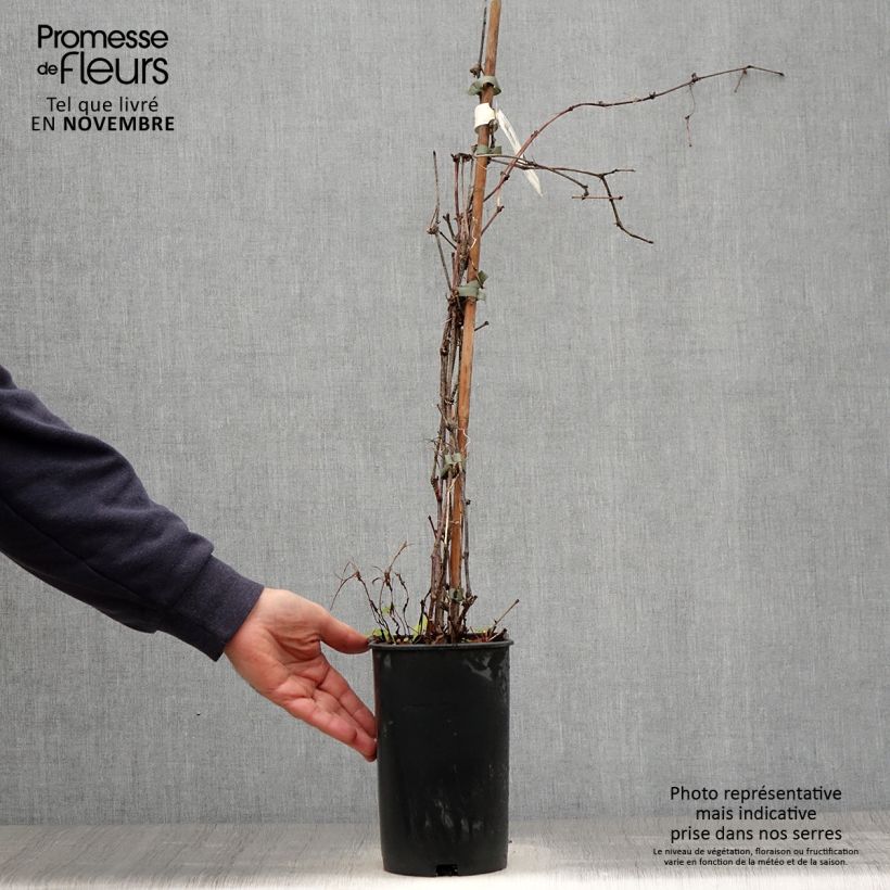 Exemplar von Ampelopsis brevipedunculata Elegans - Ussuri-Scheinrebe Topf mit 3L/4L wie im Herbst geliefert