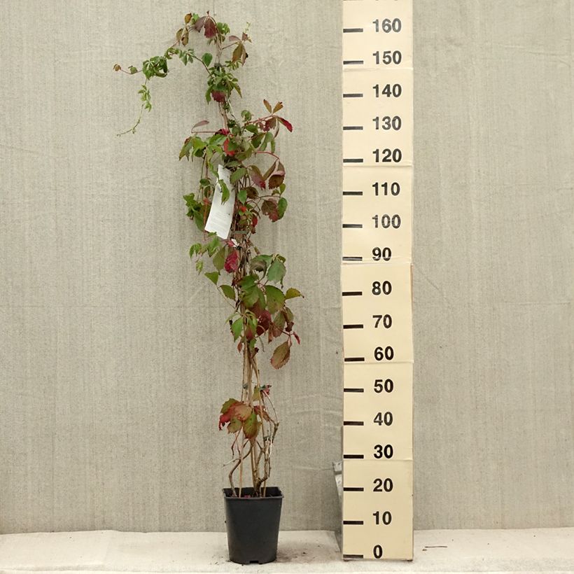 Exemplar von Gewöhnliche Jungfernrebe - Parthenocissus viteacea Topf mit 4L/5L wie im Sommer geliefert