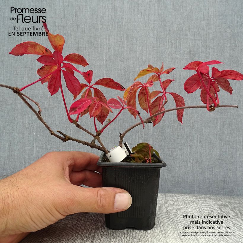 Exemplar von Chinesische Jungfernrebe - Parthenocissus henryana Kleine Töpfe von 8/9 cm wie im Herbst geliefert