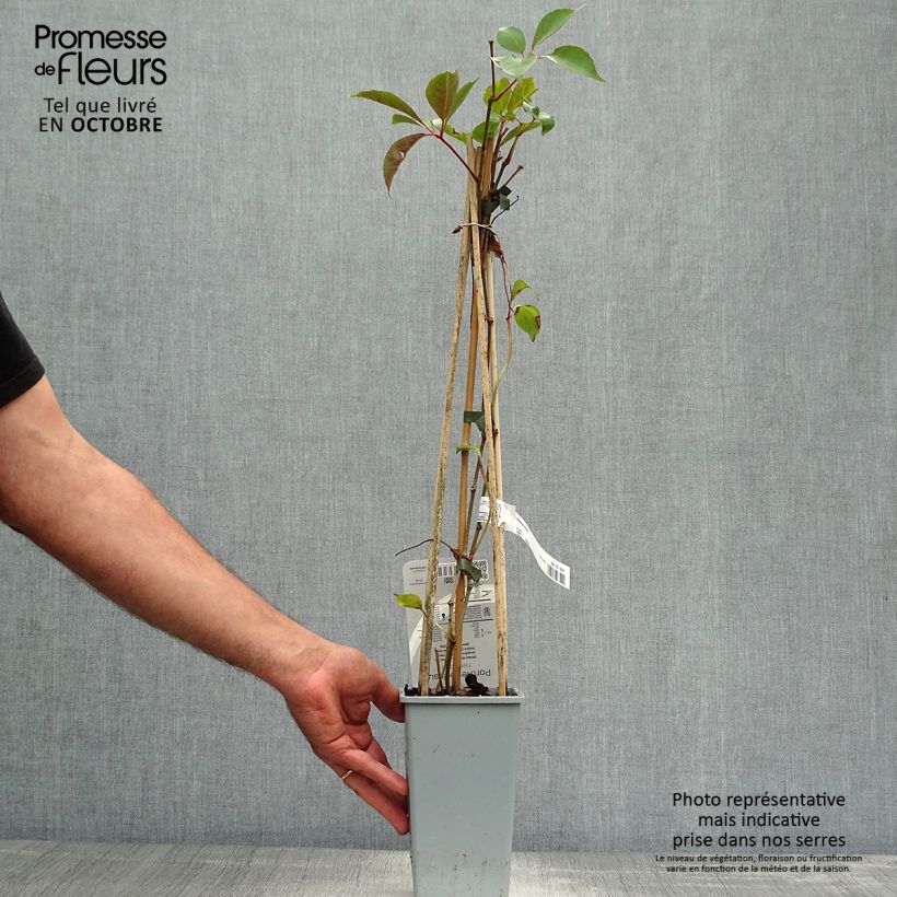 Exemplar von Chinesische Jungfernrebe - Parthenocissus henryana Topf mit 2L/3L wie im Herbst geliefert